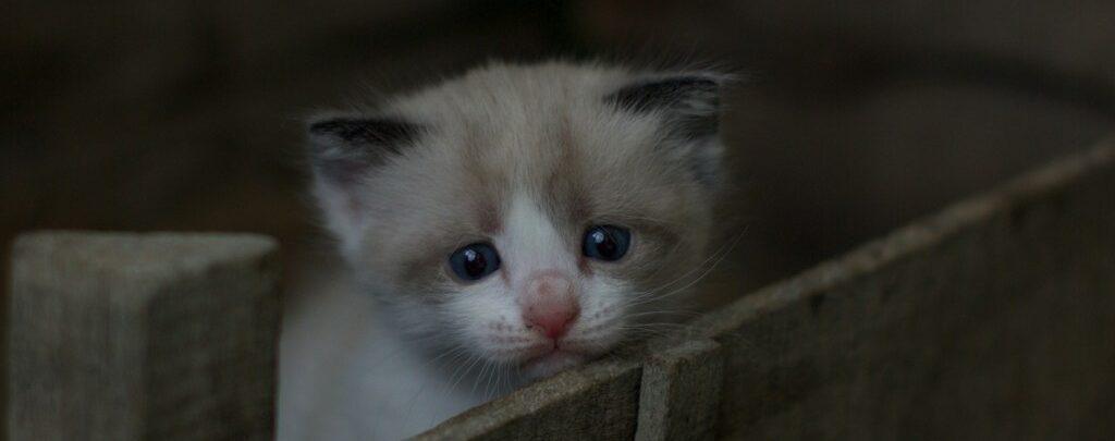 white and gray tabby kitten on brown wooden crate