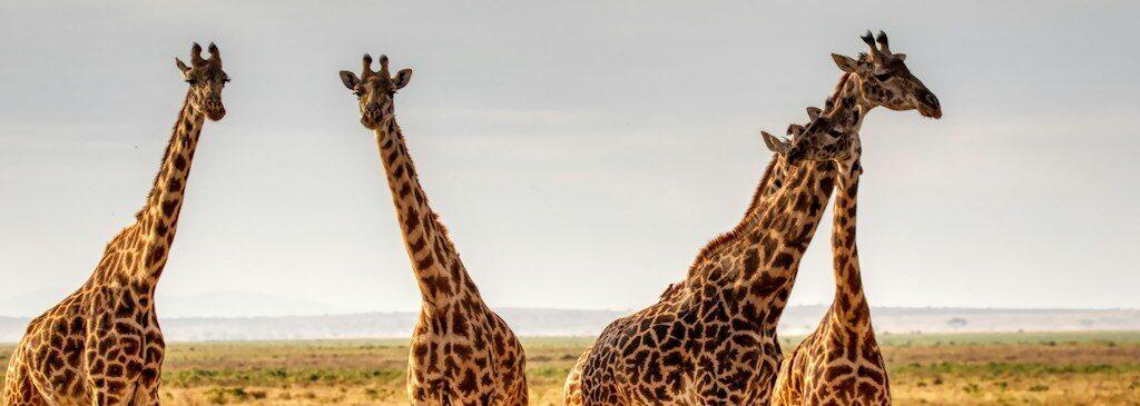 three giraffes on brown grass field during daytime