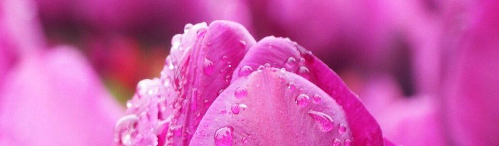 a close up of a pink flower with water droplets on it