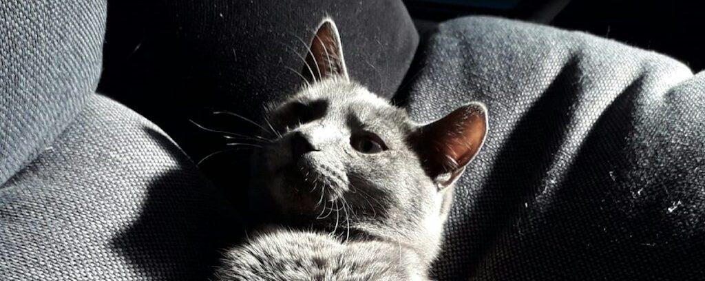 gray cat lying on black textile